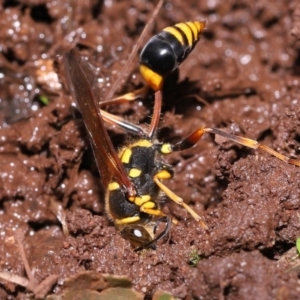 Sceliphron formosum at Wellington Point, QLD - suppressed