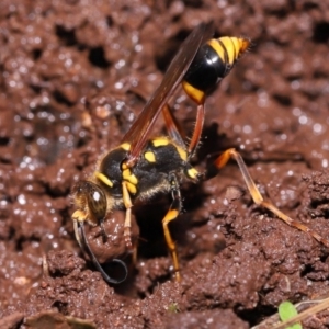 Sceliphron formosum at Wellington Point, QLD - suppressed