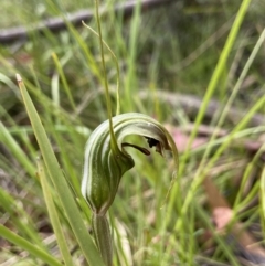 Diplodium aestivum (Long-tongued Summer Greenhood) at Tennent, ACT - 5 Jan 2023 by AJB