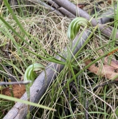 Diplodium aestivum at Tennent, ACT - 5 Jan 2023