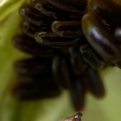 Unidentified Insect at Namadgi National Park - 4 Jan 2023 by AJB