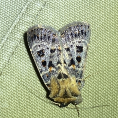 Proteuxoa sanguinipuncta (Blood-spotted Noctuid) at Jerrabomberra, NSW - 8 Jan 2023 by SteveBorkowskis