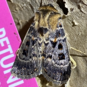 Proteuxoa sanguinipuncta at Jerrabomberra, NSW - 8 Jan 2023