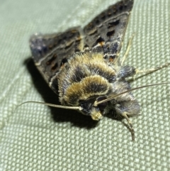 Proteuxoa sanguinipuncta at Jerrabomberra, NSW - 8 Jan 2023