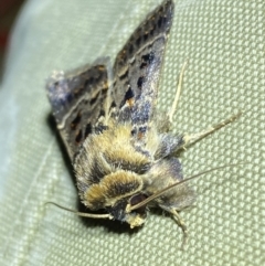 Proteuxoa sanguinipuncta at Jerrabomberra, NSW - 8 Jan 2023