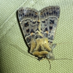 Proteuxoa sanguinipuncta at Jerrabomberra, NSW - 8 Jan 2023