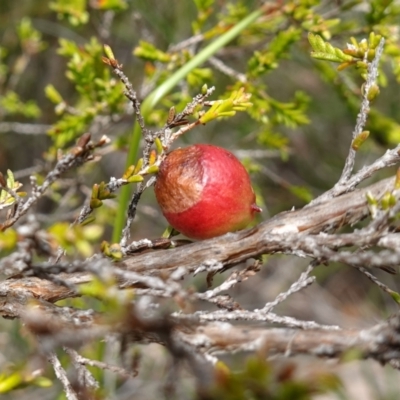 Micromyrtus ciliata (Fringed Heath-myrtle) at Vincentia, NSW - 7 Jan 2023 by RobG1