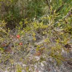 Micromyrtus ciliata at Vincentia, NSW - 7 Jan 2023 02:54 PM