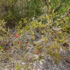 Micromyrtus ciliata at Vincentia, NSW - 7 Jan 2023