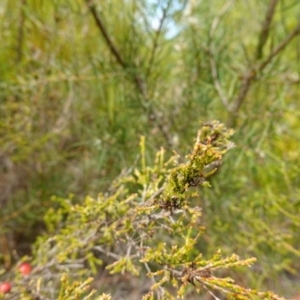 Micromyrtus ciliata at Vincentia, NSW - 7 Jan 2023