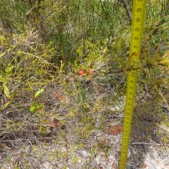 Micromyrtus ciliata at Vincentia, NSW - 7 Jan 2023