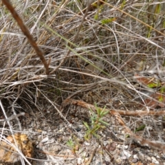 Micromyrtus ciliata at Vincentia, NSW - 7 Jan 2023