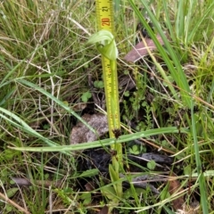 Pterostylis aneba (Small Mountain Greenhood) at Namadgi National Park - 4 Jan 2023 by AJB