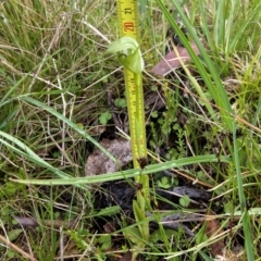 Pterostylis aneba (Small Mountain Greenhood) at Tennent, ACT - 4 Jan 2023 by AJB