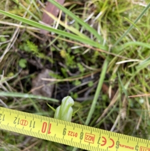 Pterostylis aneba at Tennent, ACT - suppressed