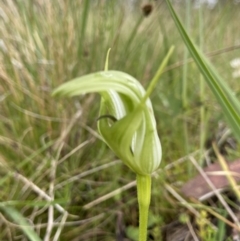 Pterostylis aneba at Tennent, ACT - suppressed