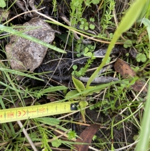 Pterostylis aneba at Tennent, ACT - suppressed