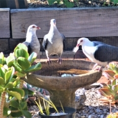 Columba leucomela (White-headed Pigeon) at Jamberoo, NSW - 10 Jan 2023 by plants
