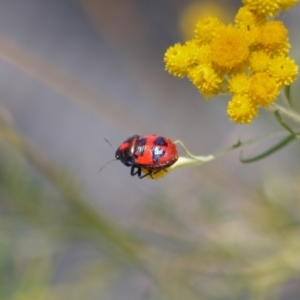 Choerocoris paganus at Acton, ACT - 9 Jan 2023