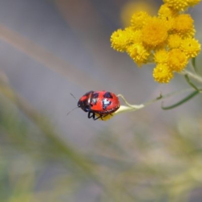 Red-Cross Shield Bug – Field Station