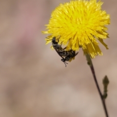 Lasioglossum (Chilalictus) lanarium (Halictid bee) at Acton, ACT - 9 Jan 2023 by darrenw