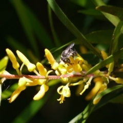 Leioproctus (Cladocerapis) sp. (genus & subgenus) (Persoonia Bee) at Acton, ACT - 9 Jan 2023 by darrenw