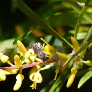 Leioproctus (Cladocerapis) sp. (genus & subgenus) at Acton, ACT - 9 Jan 2023