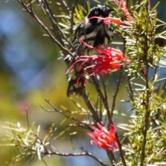 Phylidonyris novaehollandiae (New Holland Honeyeater) at ANBG - 9 Jan 2023 by darrenw