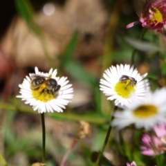 Lasioglossum sp. (genus) (Furrow Bee) at Holt, ACT - 8 Jan 2023 by darrenw