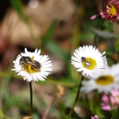 Lasioglossum sp. (genus) at Holt, ACT - 8 Jan 2023