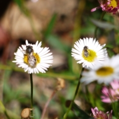 Lasioglossum sp. (genus) at Holt, ACT - 8 Jan 2023