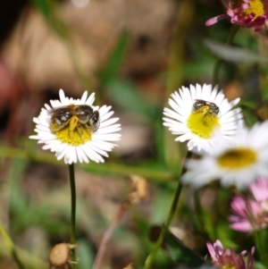 Lasioglossum sp. (genus) at Holt, ACT - 8 Jan 2023