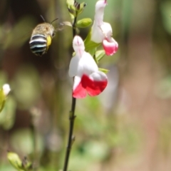 Amegilla (Zonamegilla) asserta (Blue Banded Bee) at Holt, ACT - 8 Jan 2023 by darrenw