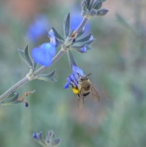 Amegilla sp. (genus) at Holt, ACT - 8 Jan 2023