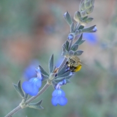 Amegilla sp. (genus) at Holt, ACT - 8 Jan 2023