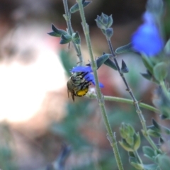 Amegilla sp. (genus) at Holt, ACT - 8 Jan 2023