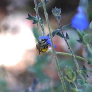 Amegilla sp. (genus) at Holt, ACT - 8 Jan 2023