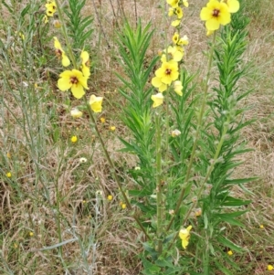 Verbascum virgatum at Kambah, ACT - 1 Jan 2023 09:08 AM