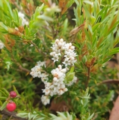 Acrothamnus montanus at Wellington Park, TAS - 9 Jan 2023 by Detritivore