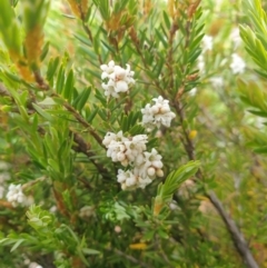 Acrothamnus montanus at Wellington Park, TAS - 9 Jan 2023 11:07 AM