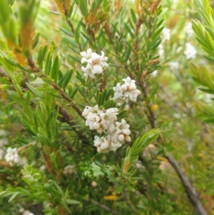 Acrothamnus montanus at Wellington Park, TAS - 9 Jan 2023 11:07 AM