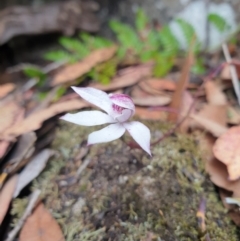 Caladenia alpina (Mountain Caps) at Wellington Park, TAS - 9 Jan 2023 by Detritivore