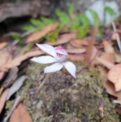 Caladenia alpina (Mountain Caps) at Wellington Park, TAS - 9 Jan 2023 by Detritivore