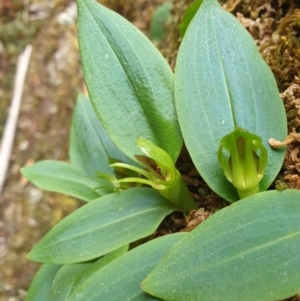 Chiloglottis grammata at Wellington Park, TAS - suppressed