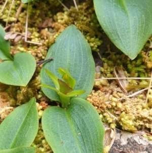 Chiloglottis grammata at Wellington Park, TAS - suppressed