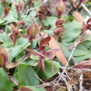 Chiloglottis triceratops at Wellington Park, TAS - suppressed