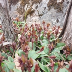 Chiloglottis triceratops at Wellington Park, TAS - suppressed