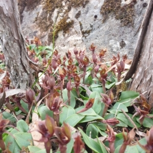 Chiloglottis triceratops at Wellington Park, TAS - 9 Jan 2023