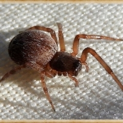 Badumna (genus) (Lattice-web spider) at Crooked Corner, NSW - 7 Jan 2023 by Milly