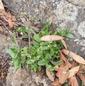 Hackelia suaveolens at Wellington Park, TAS - 9 Jan 2023